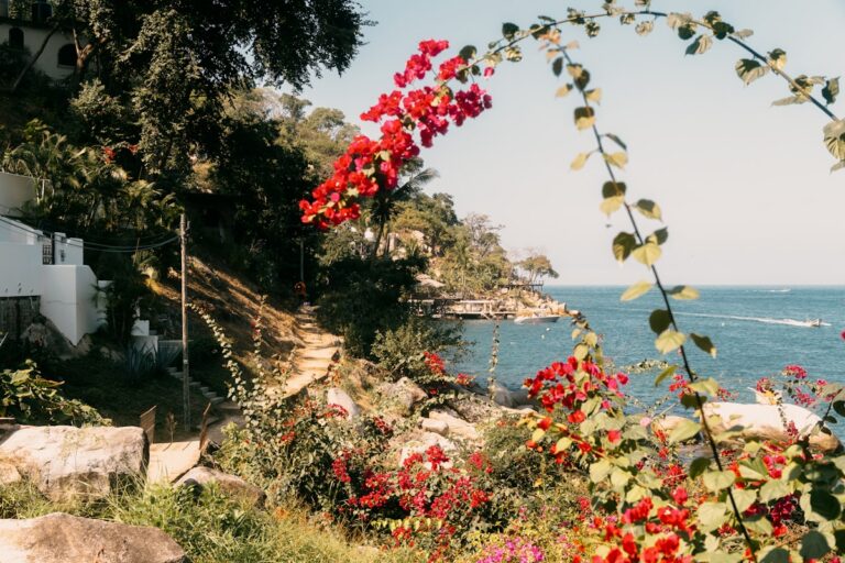 Vibrant bougainvillea flowers with ocean view holiday